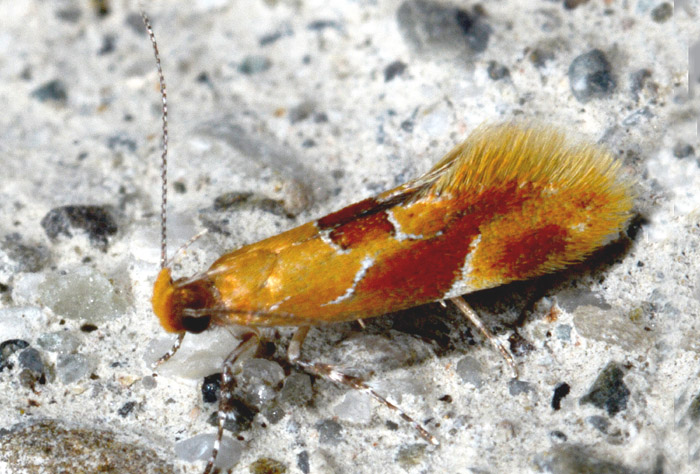 Epicallima formosella e Epicallima bruandella - Oecophoridae